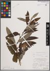 Foto von Salix cinerea L. x Salix viminalis L.